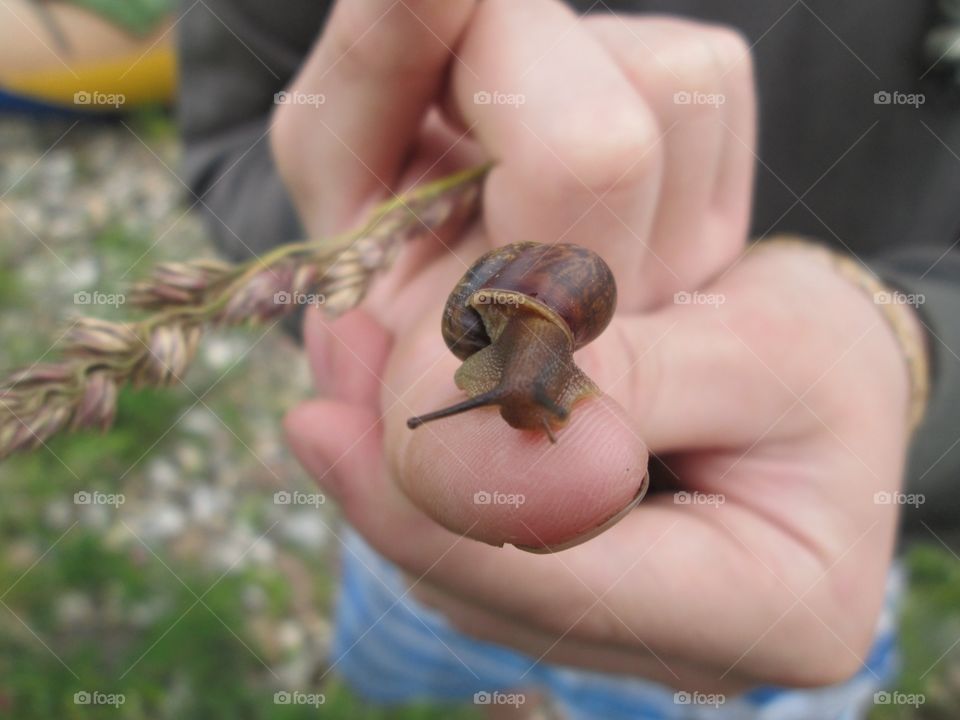Little snail in your hands