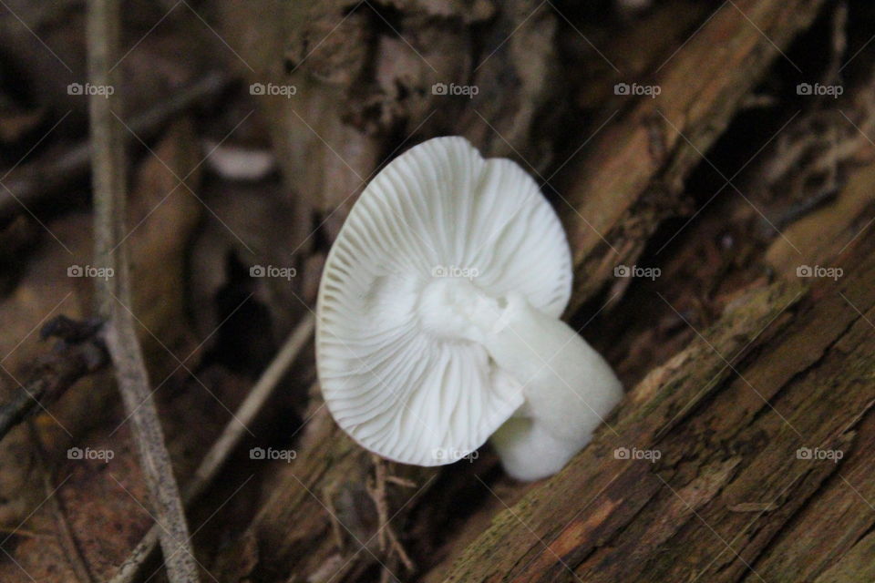 Big Hat Mushroom. Hiking Ricketts Glen