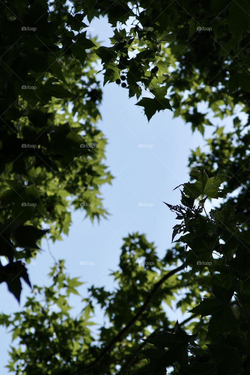 The view from below a tree 