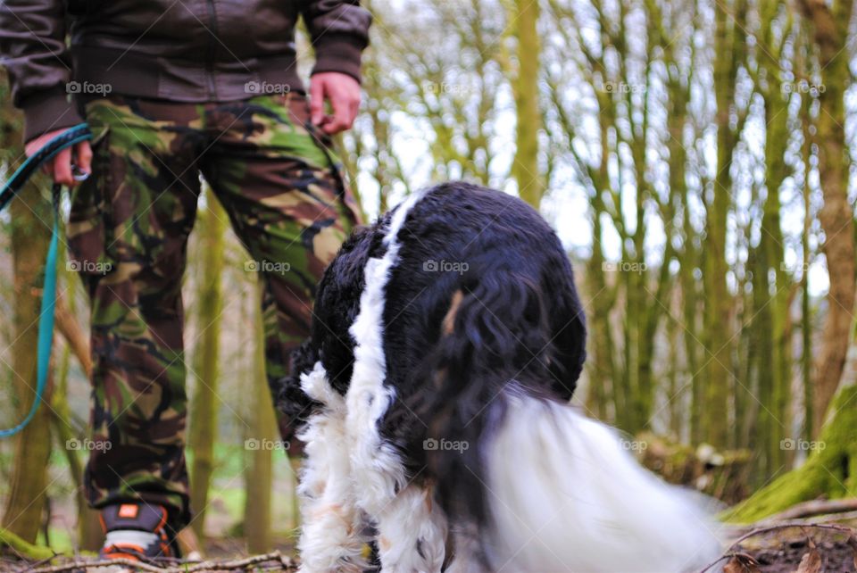 Walter the dog walking in the woods. 