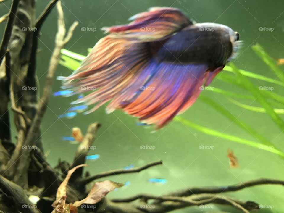 Colorful beta fish