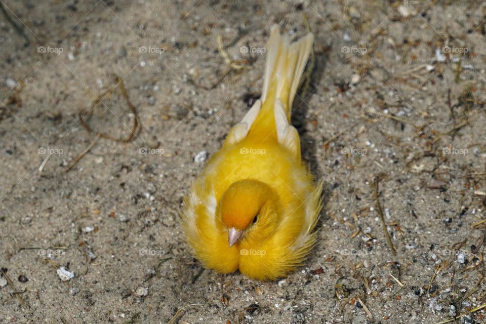 canary in the warm sand