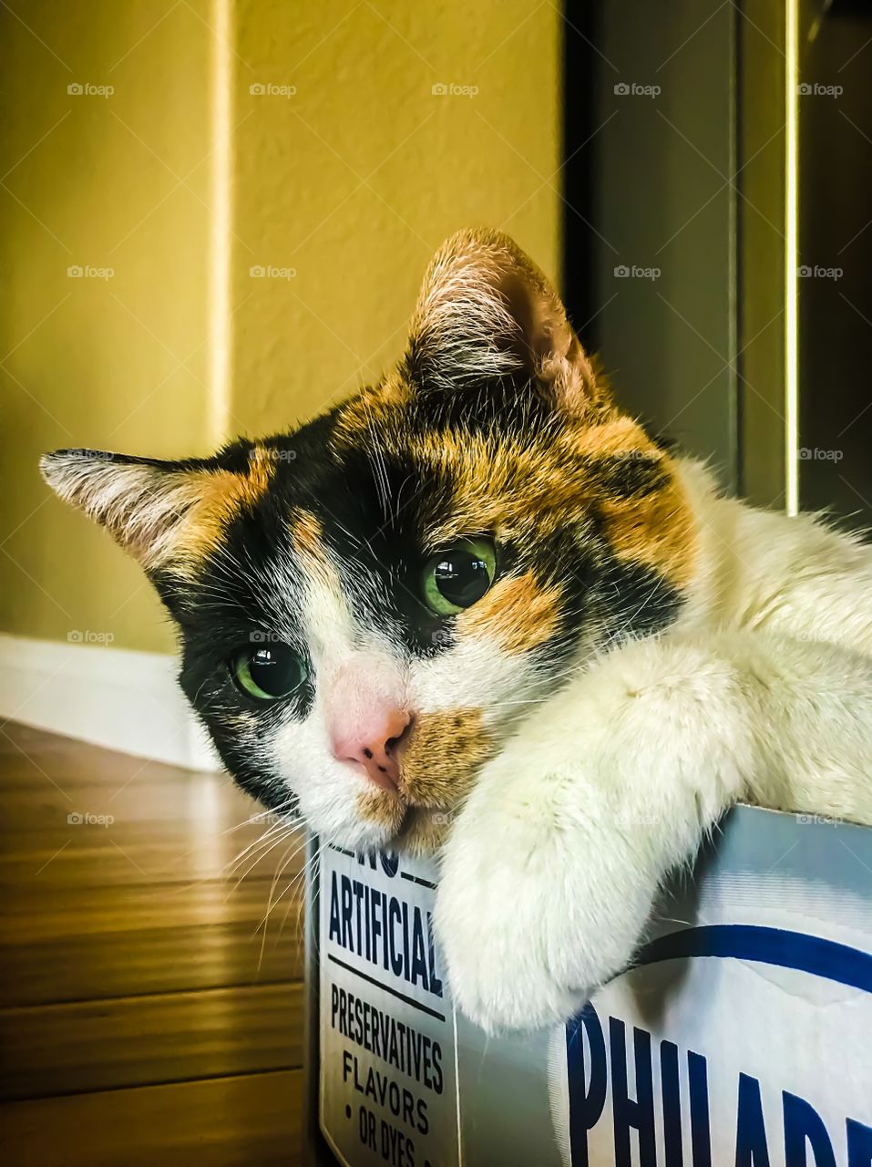 Calico cat