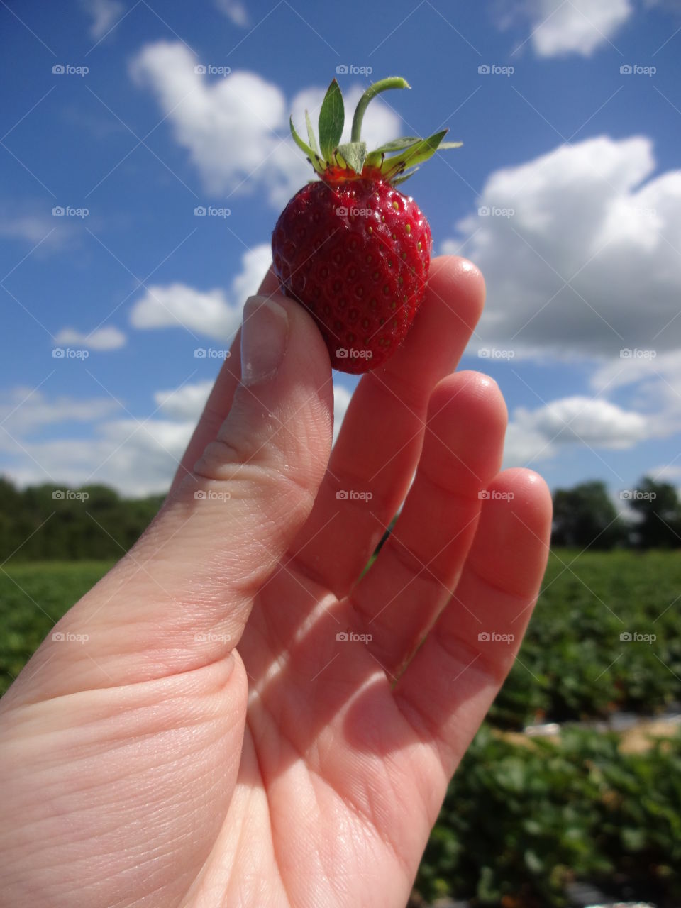 strawberries