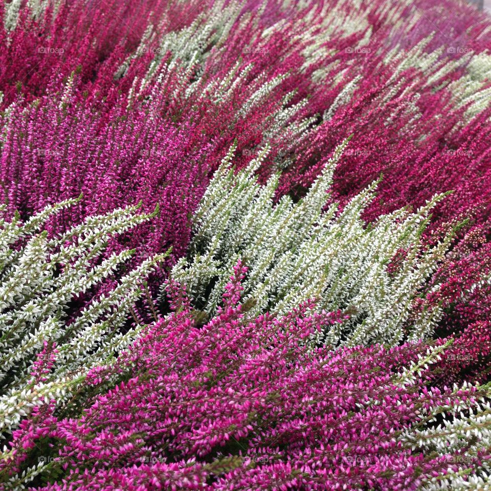 Heather. Falltime on my balcony. 