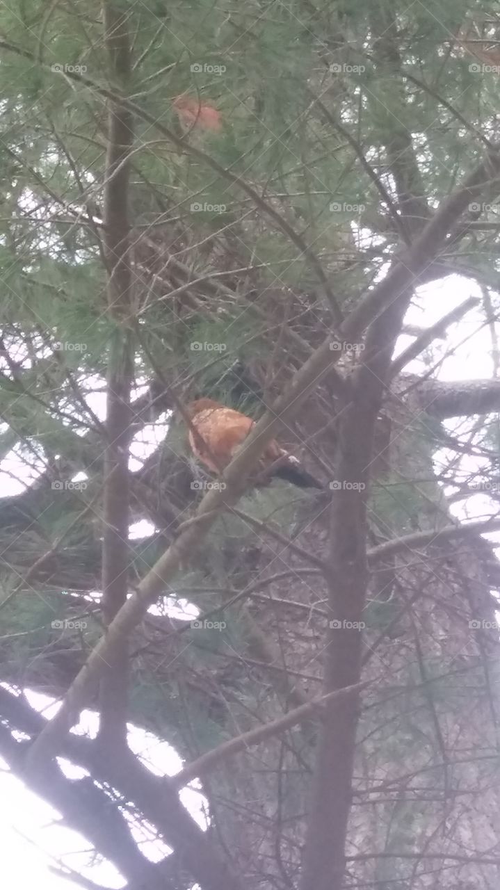 Chicken in a tree.