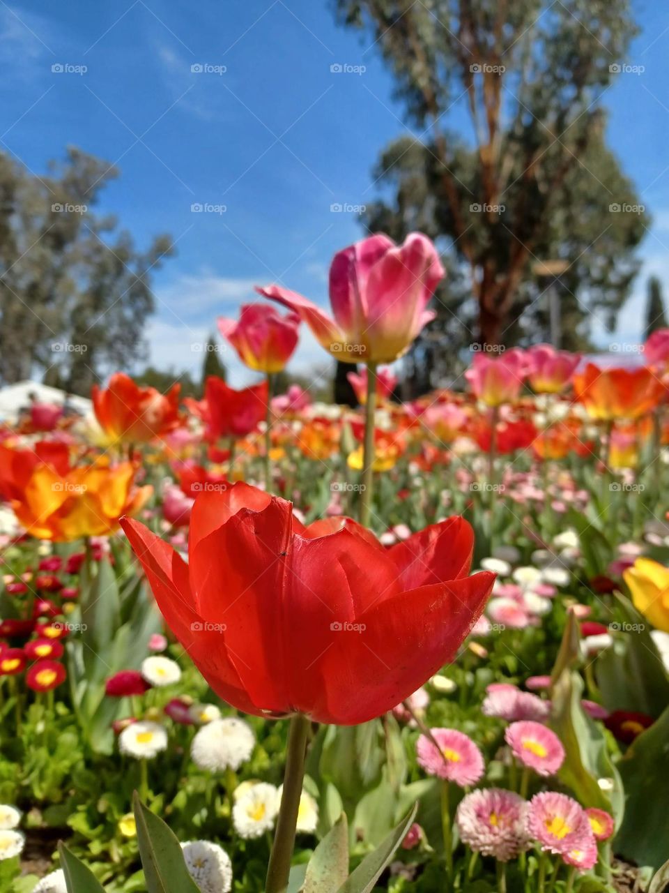 Tulips