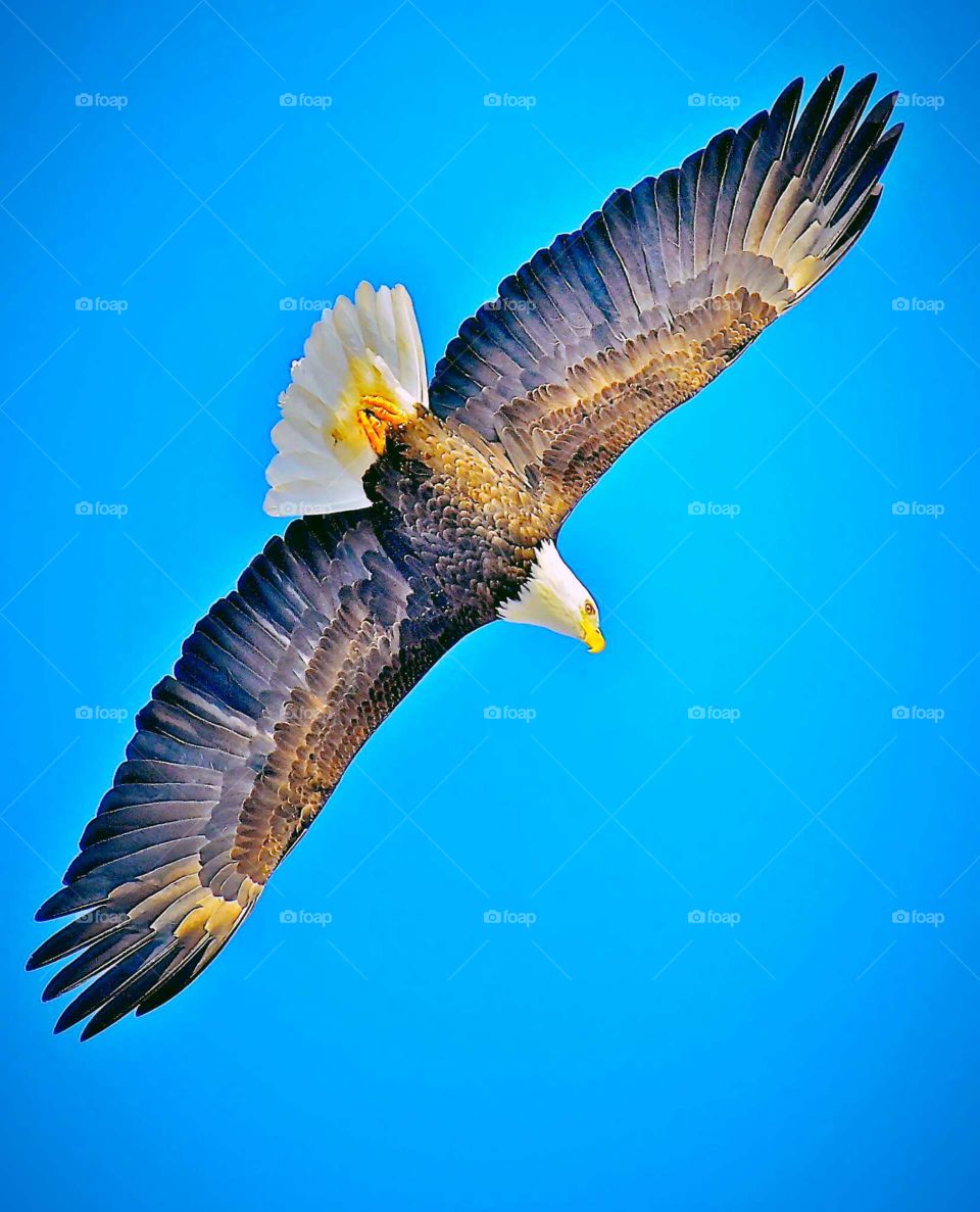 Eagle flying over head