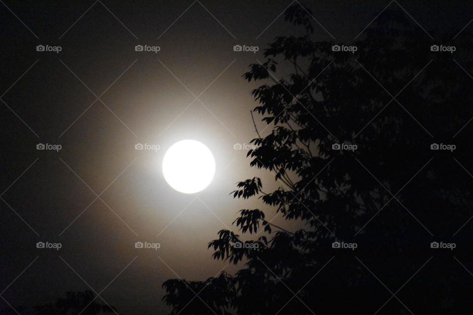 Full moon with tree leaves in silhouette 