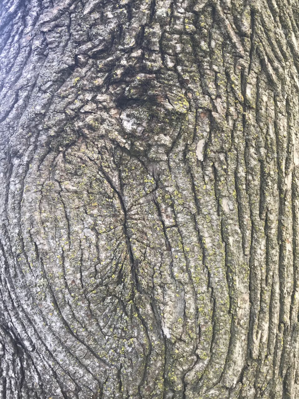 Tree Up Close