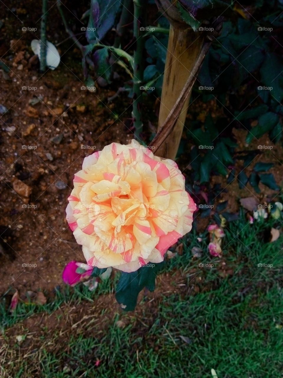beutifful yellow rose