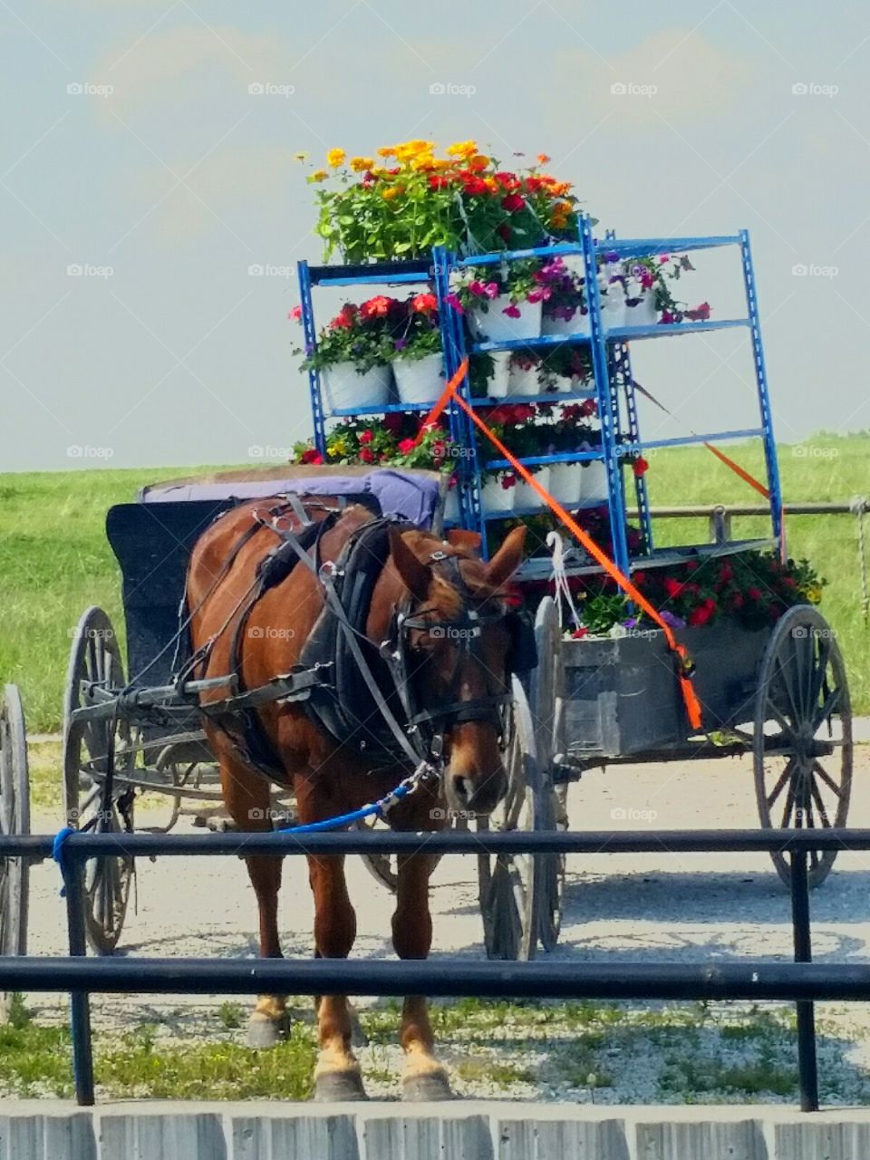 Amish Delivery buggy.  Windsor, Missouri