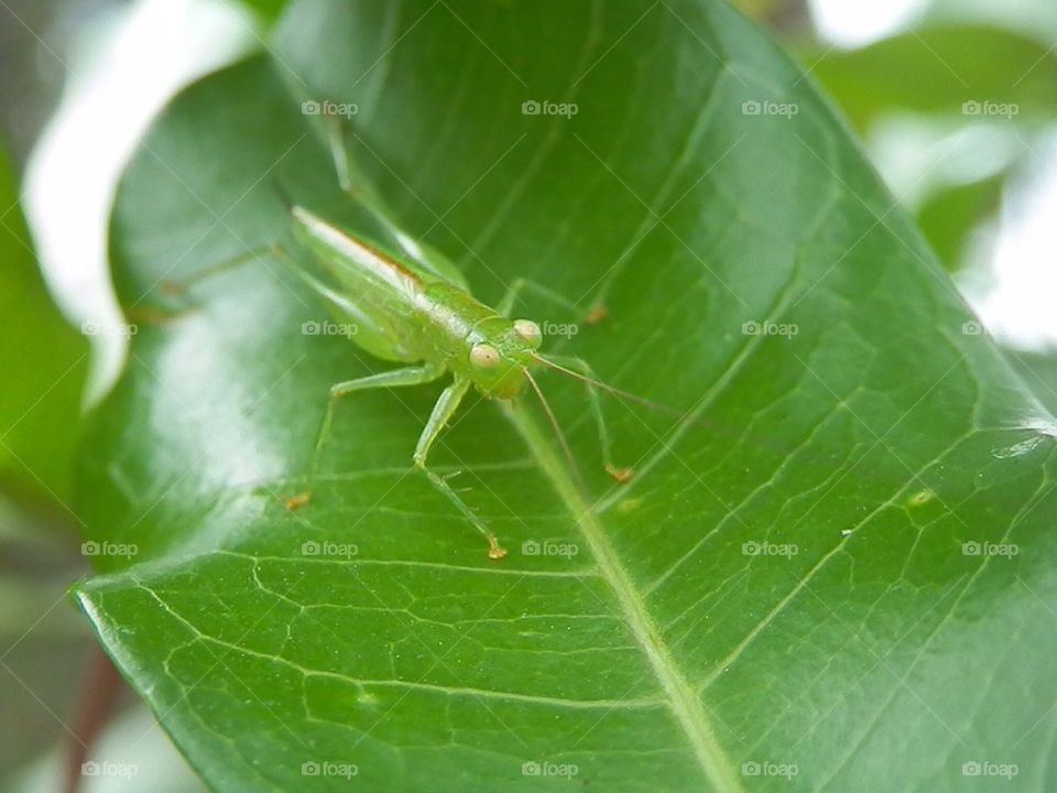 Grasshopper