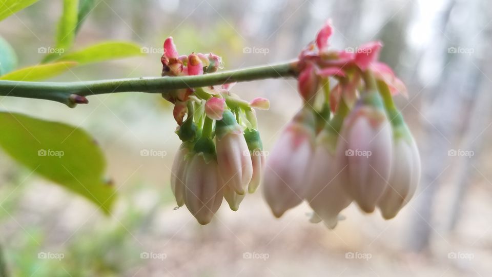 blossoms.