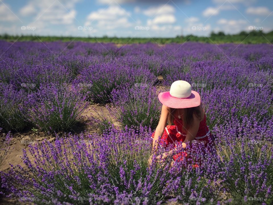 Lavender field