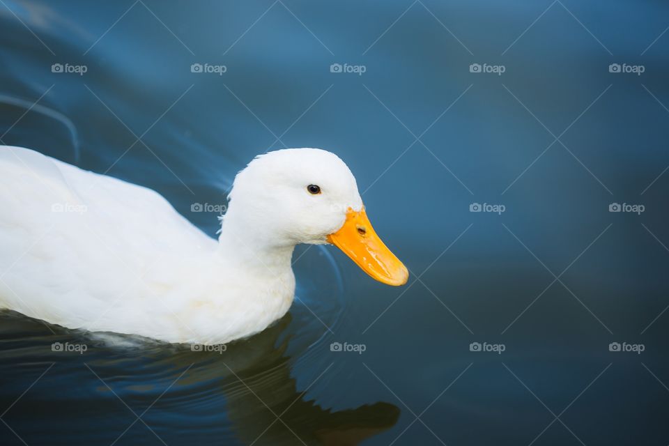 White duck