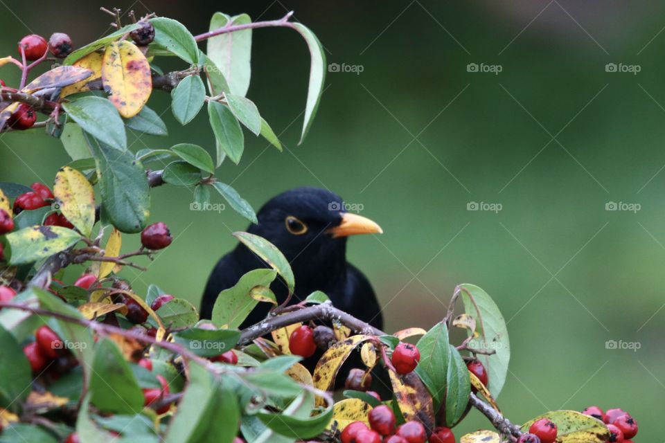 a blackbird behind the bush