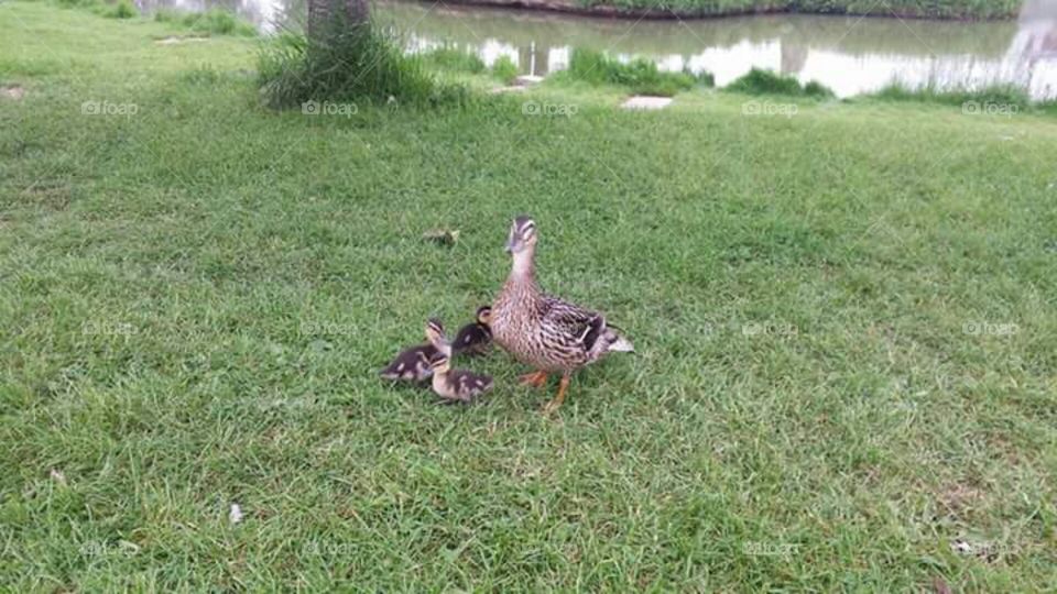 cute ducks and baby ducks
