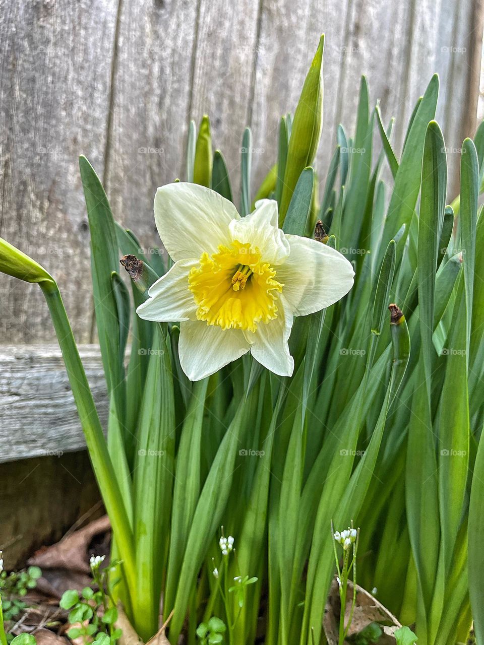 Daffodil in full bloom