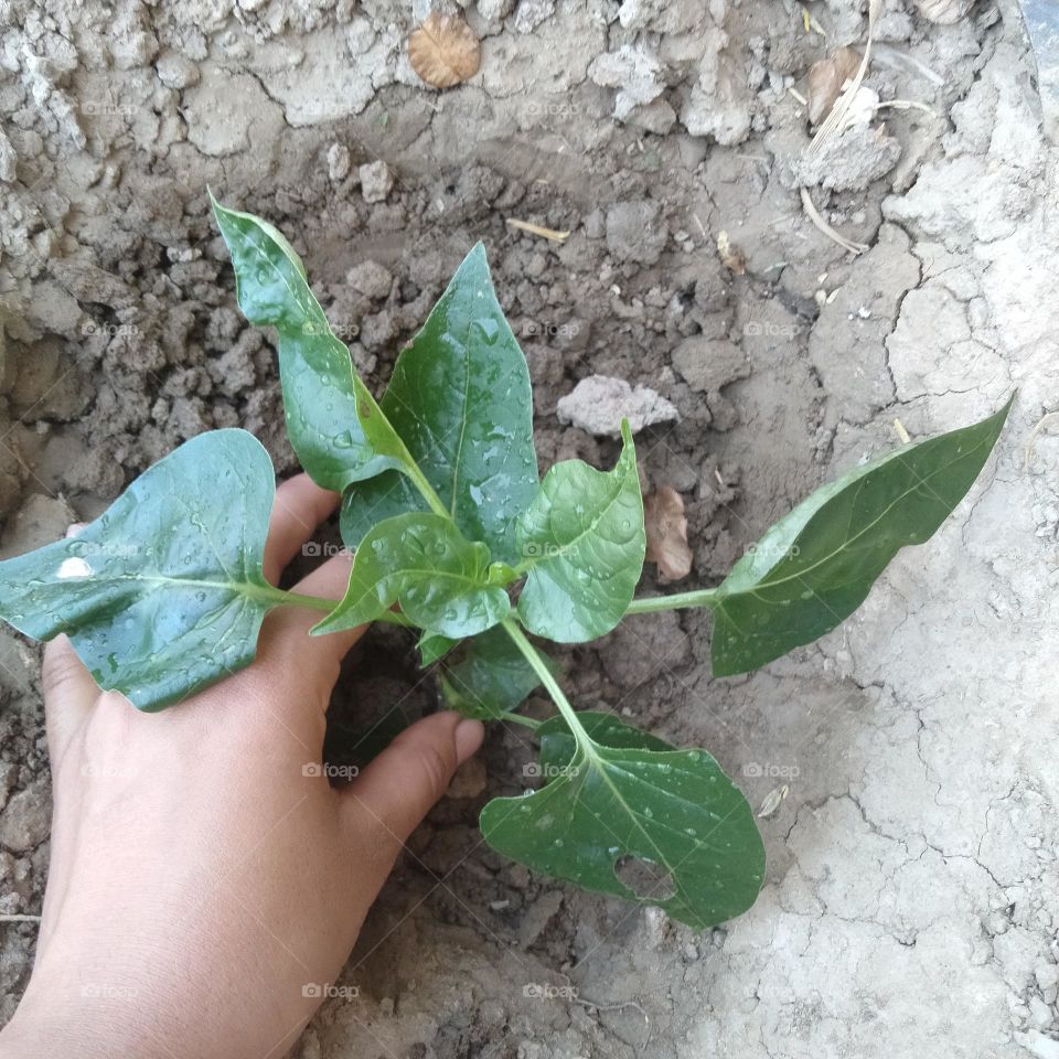 Save earth as you can ☺️.
Save earth by plantation.