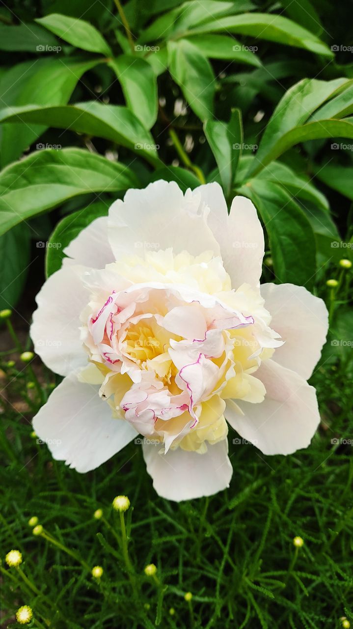 white flower