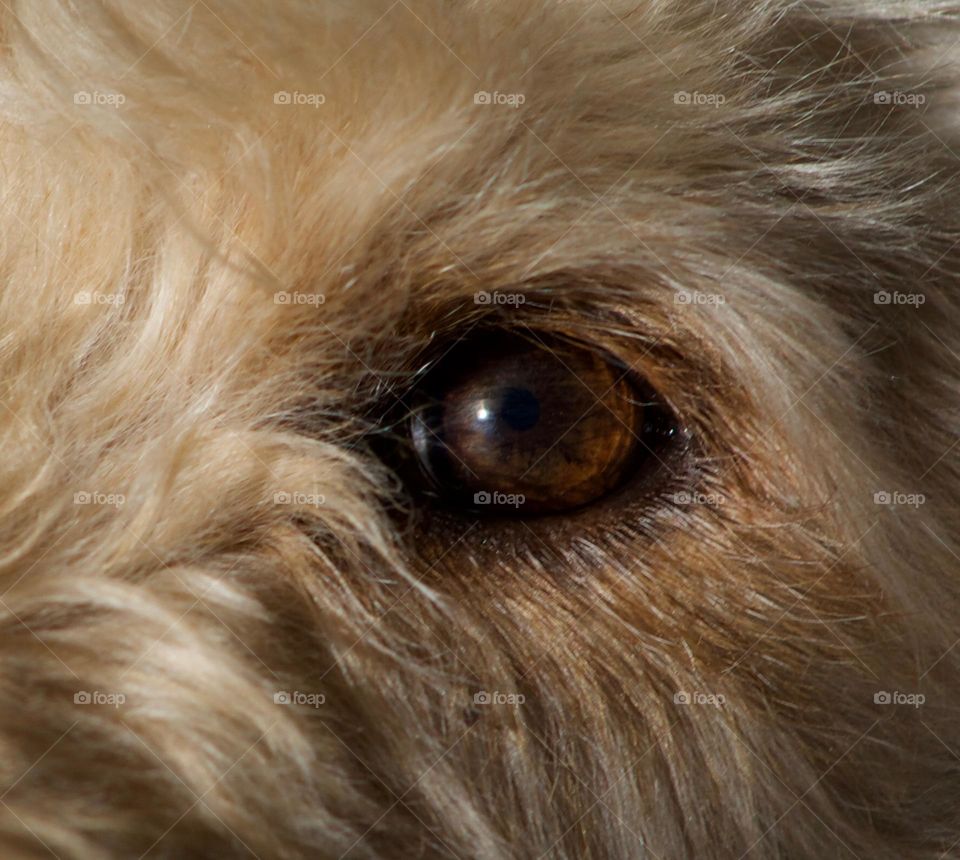 Soft eye, Goldendoodle 