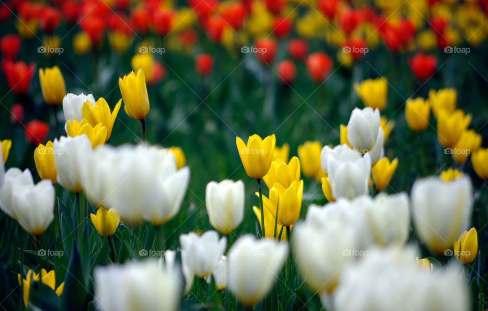 Close-up of multicolored tulips blooming outdoors in Berlin, Germany.
