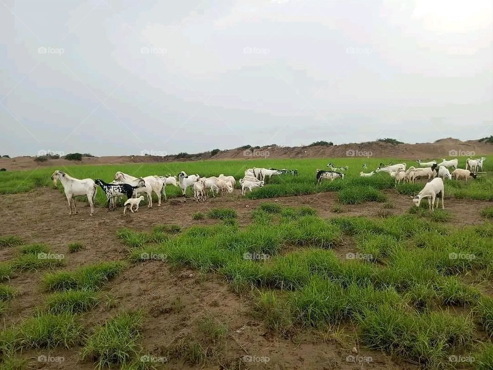 A very beautiful picture, and there is no better picture than it. There is no better picture of green herbs and colorful, red and white roses than it. Glory be to God, the natural and picturesque view, and there is no more
