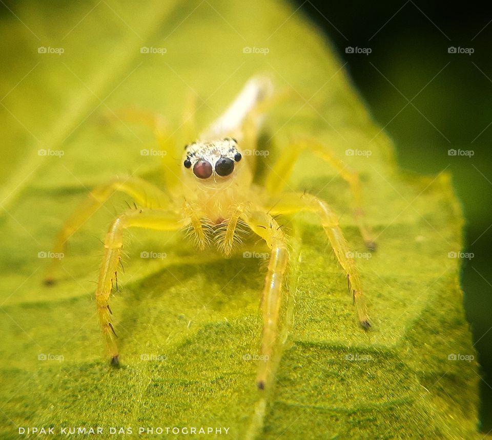 Wildlife photography Photos