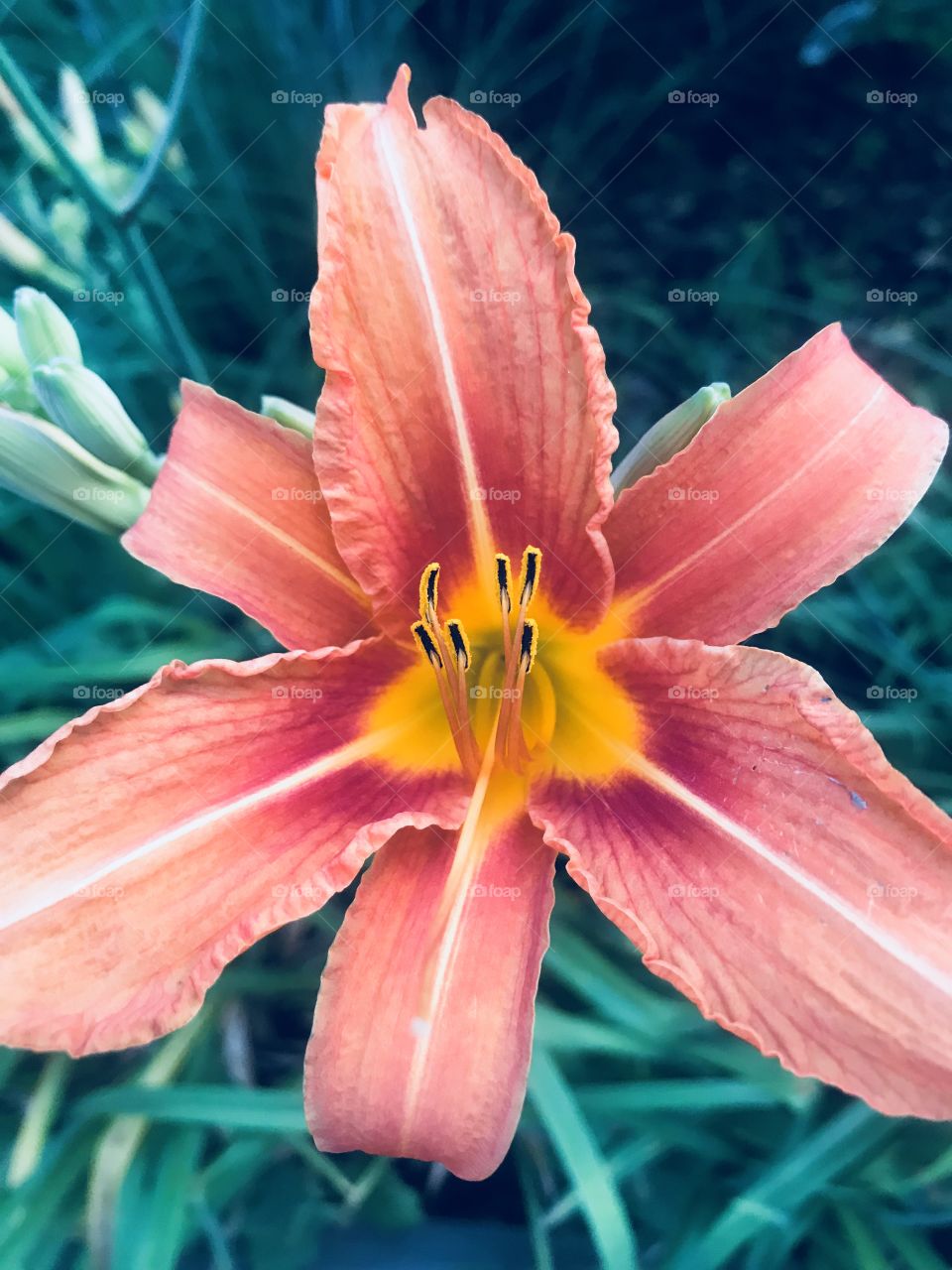 Lily. Summer. Bloom. 