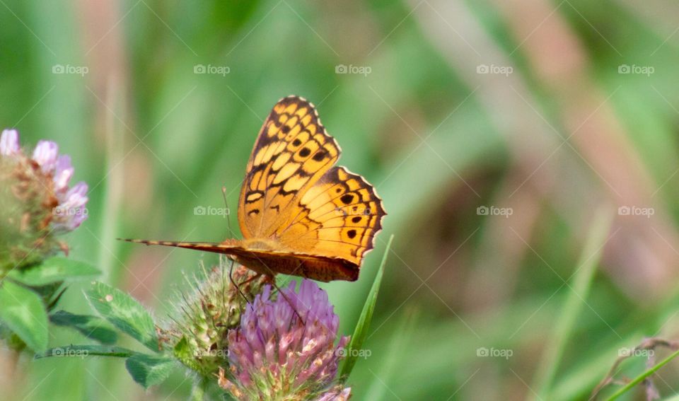 Butterflies Fly Away - orange butterfly on red clover blossom 
