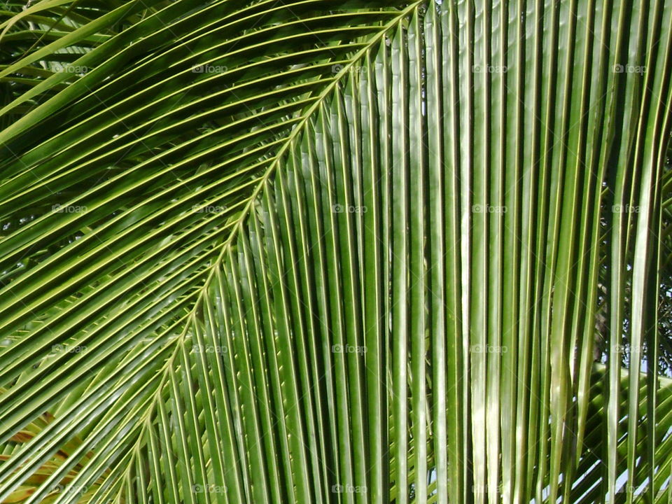 palm frond. palm frond