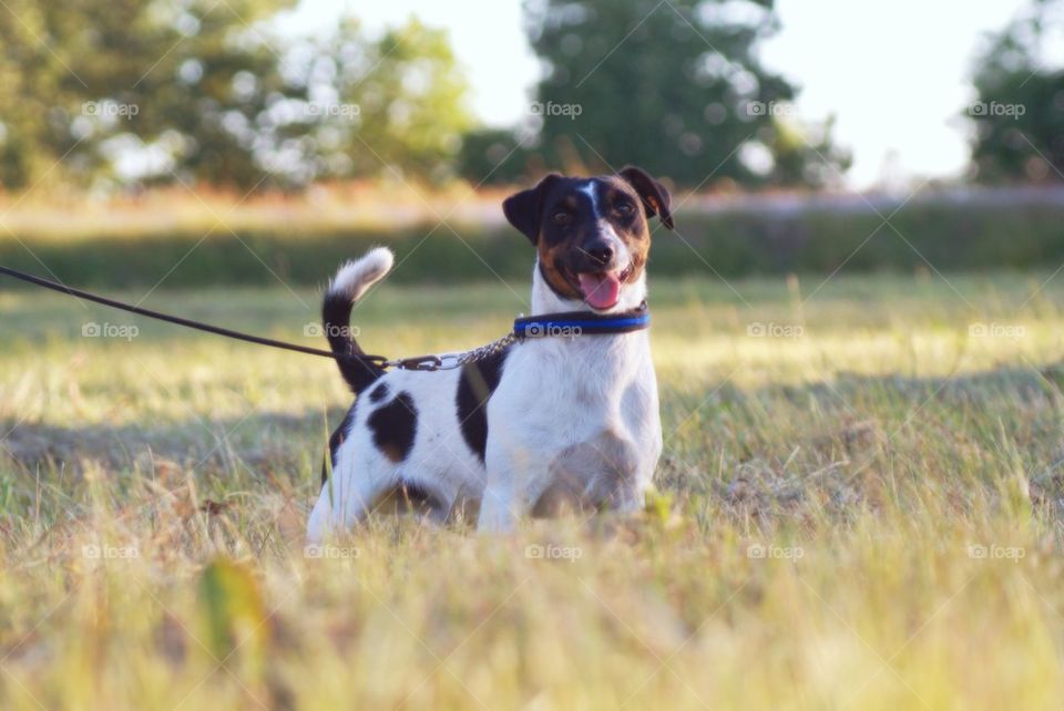 Jack russell on walk