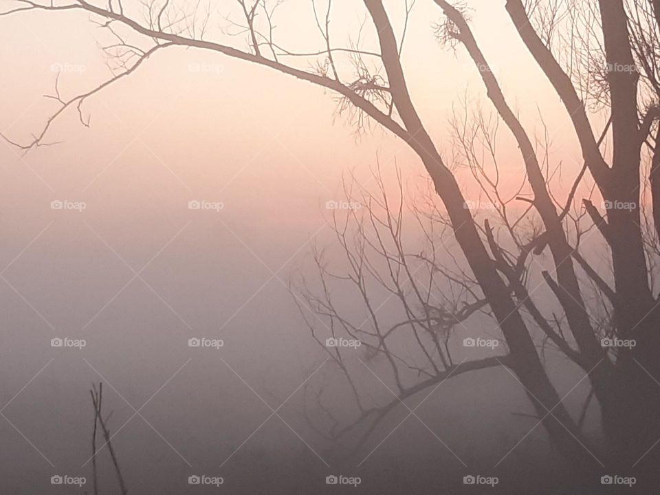 big fog light with tree during sunset in autumn