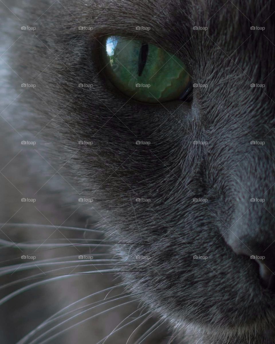 extreme close-up of half of the face of a dark gray cat with a green eye holding an intense look