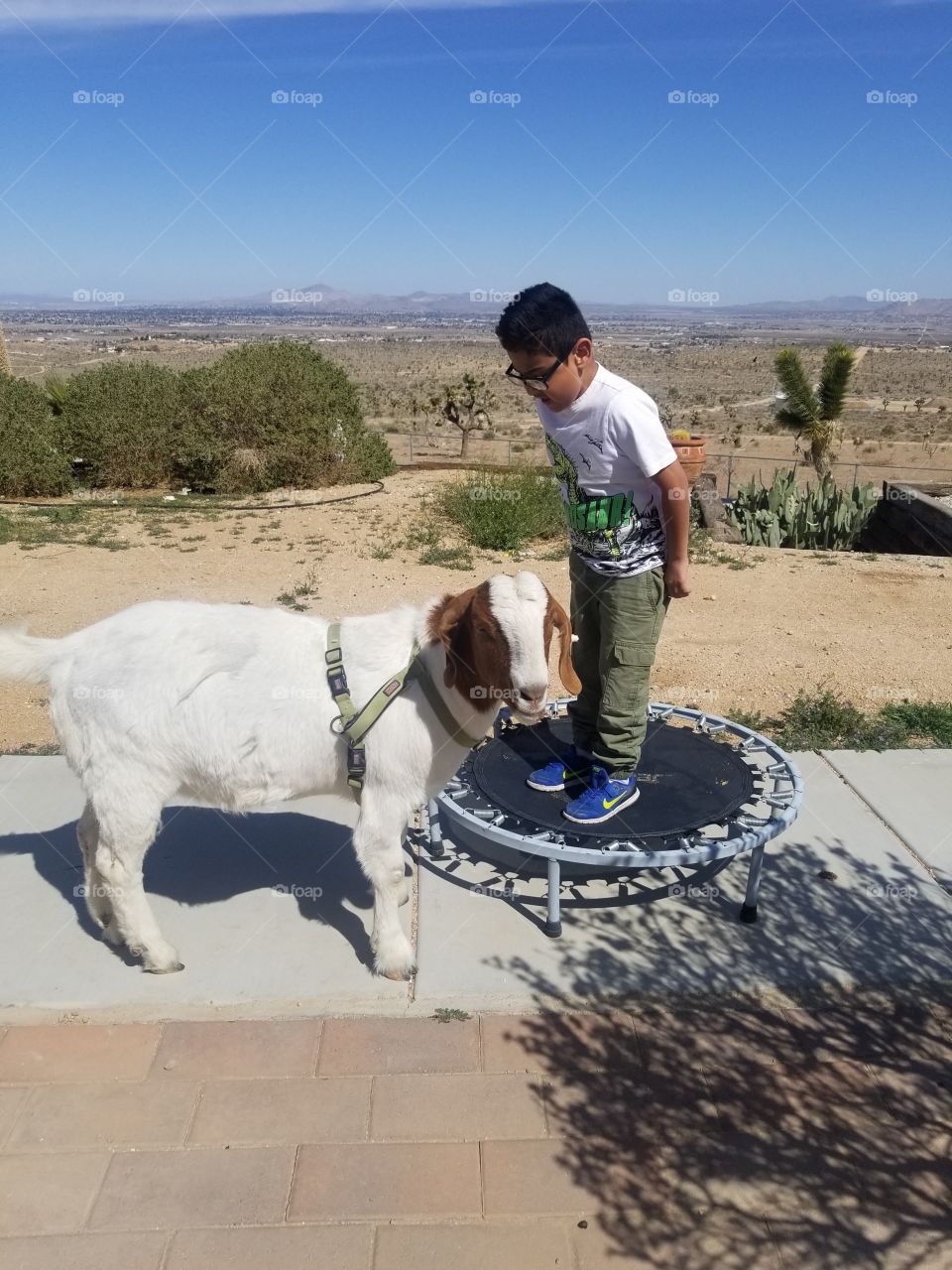 Small child toddler boy jumping & playing on small trampoline with a while goat watching and playing together on a small farm in the Mojave Desert at the back yard on a hot summer day.