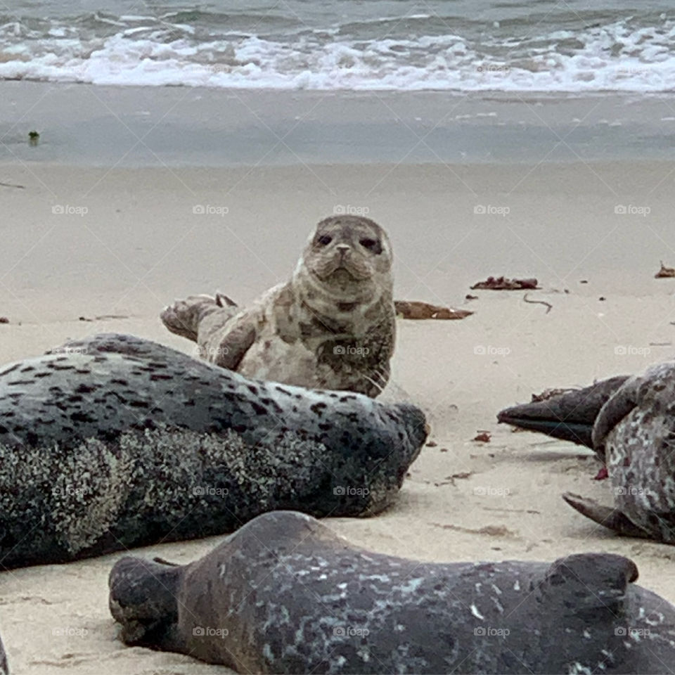 Sea lion pup and seals on beach 