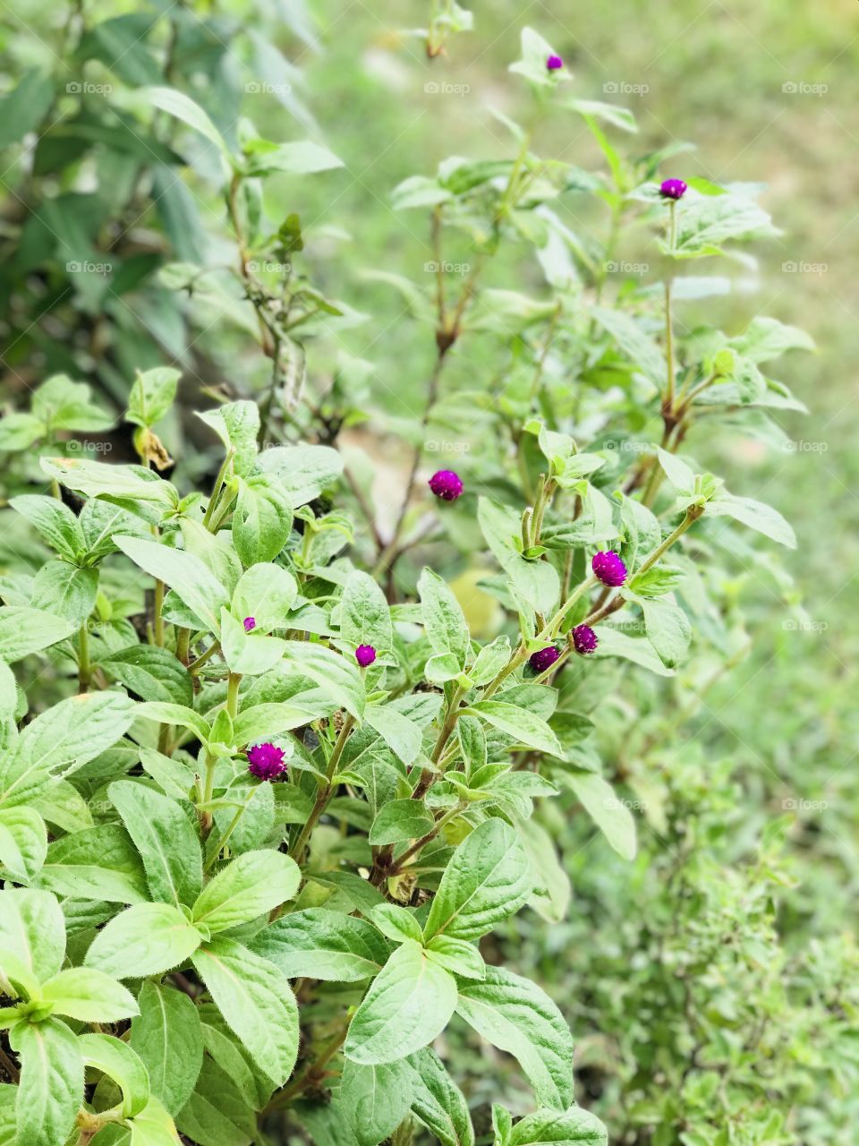 Gomphrena globosa flowers