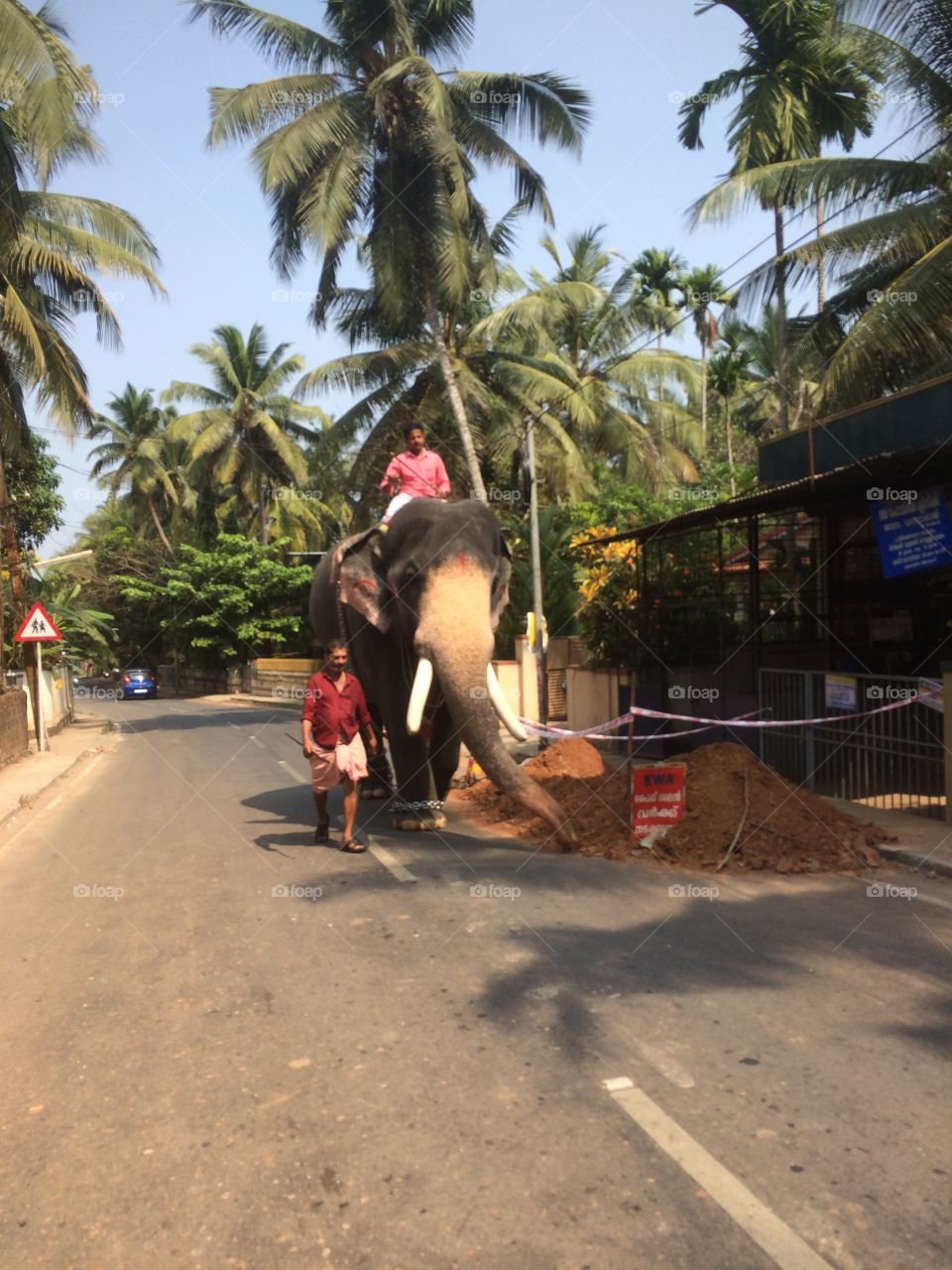 Elephant on street