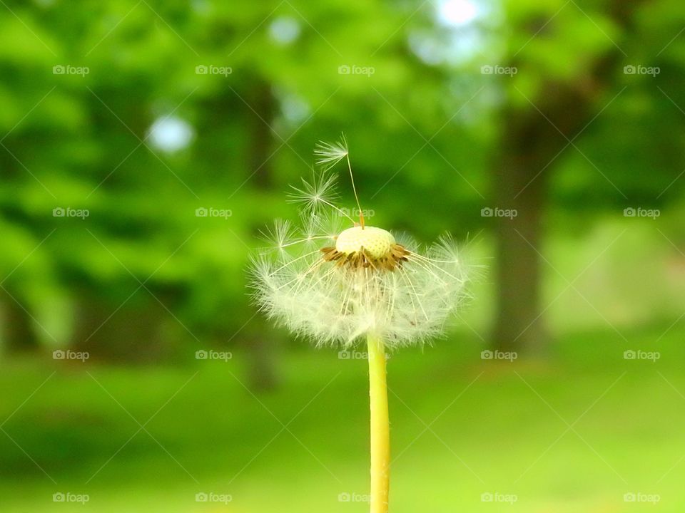 Dandelion