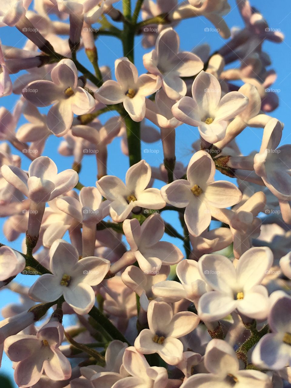 the lilac blossomed