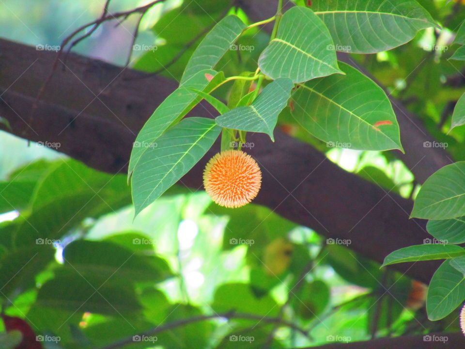 Neolamarckia cadamba, with English common names burflower-tree, laran, and Leichhardt pine, and called kadam locally, is an evergreen, tropical tree native to South and Southeast Asia.