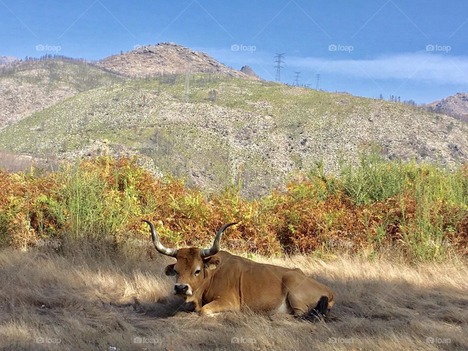 Cow in the mountains, landscape and Nature 