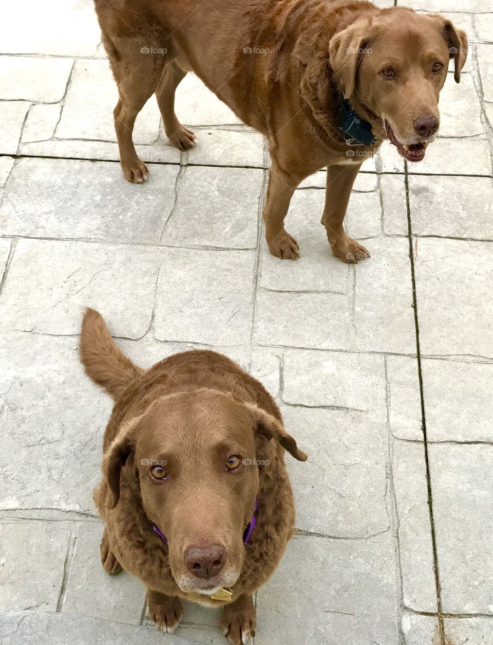 Dogs on Patio