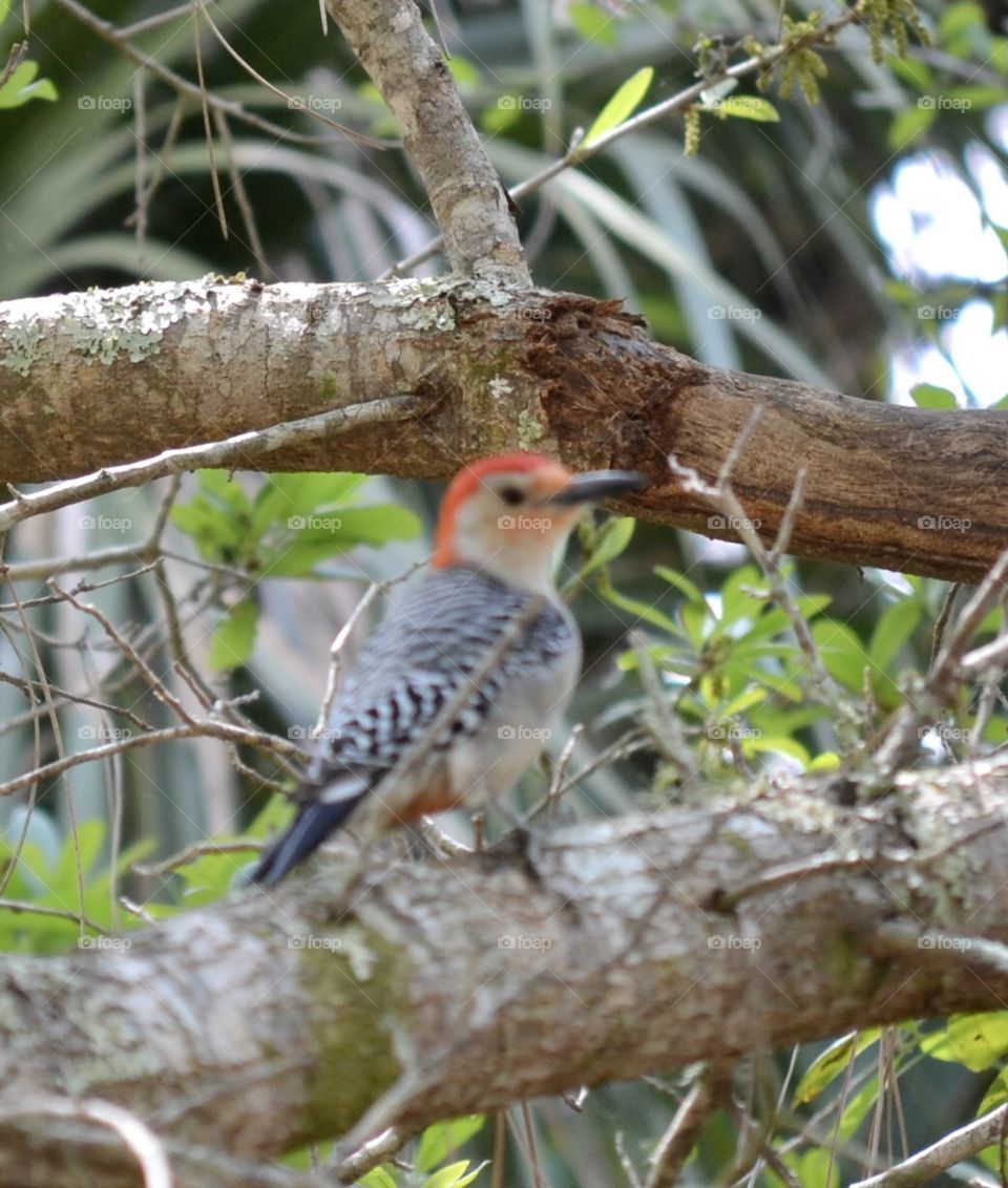 A woodpecker with a red head and spotted body sitting in an oak tree