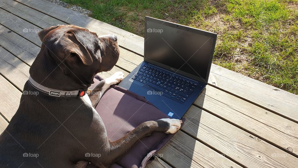 Dog working on laptop in the sun