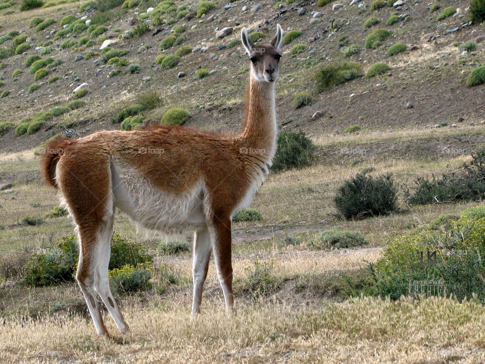 GUANACO MIRANDO ‘•_•’ Leonardo Kubrick