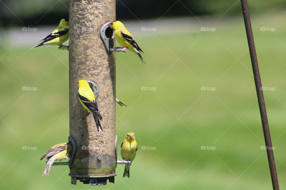 a group of yellow birds enjoying an afternoon snack