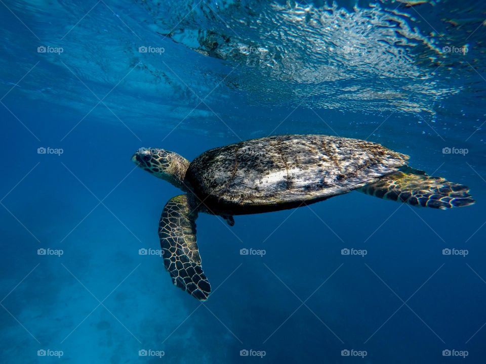 Green Sea Turtle (Chelonia mydas) swimming in the Great Barrier Reef at Lady Eliot Island in Australia