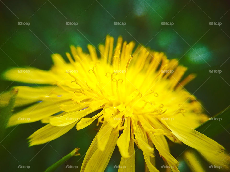 yellow daisy